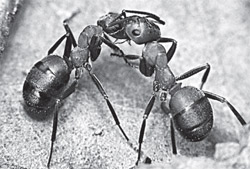 муравьи, тля