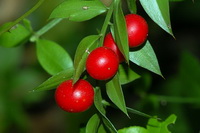 Иглица (Ruscus) - реликтовое растение 
