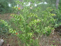 Иглица (Ruscus) - реликтовое растение 