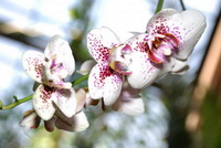 Орхидеи - как ускорить цветение