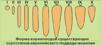 сортотипы моркови
