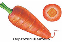 сортотип моркови шантенэ