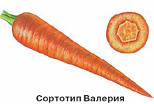 сортотип моркови валерия