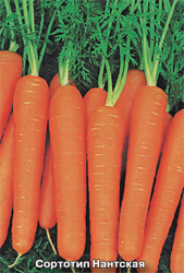 сортотип моркови нантская