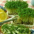 Витаминный салат растет в тарелке