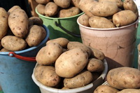 новые сорта картофеля