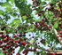 Луизерас: улучшенная войлочная вишня