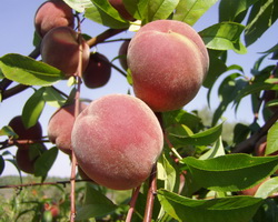 Персик в Хакасии