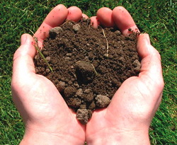 «Чистим» почву для рассады