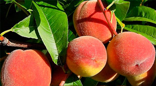 Как ухаживать за персиками и нектаринами