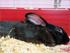 Кролики породы Черно-бурый