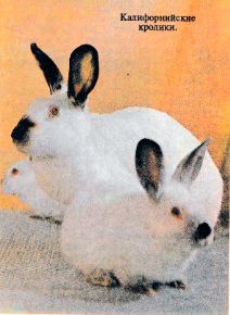 Калифорнийская порода кролика