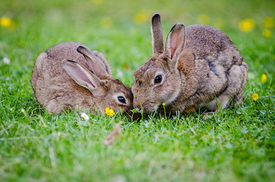 Породы кроликов для любительских ферм