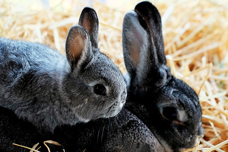 Уход за новорожденными кроликами и родившими крольчихами 