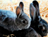 Уход за новорожденными кроликами и родившими крольчихами 