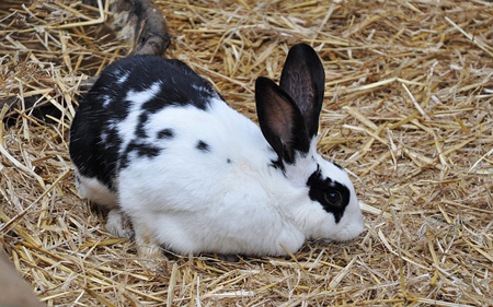 Уход за крольчихами во время беременности