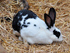 Уход за крольчихами во время беременности