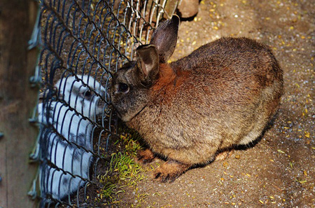 Размножение кроликов в неволе: как  провести случку самки и самца кроликов